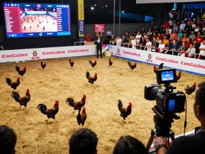 View of an exciting cockfight at ConGaDen, showcasing black roosters battling in an electrifying arena atmosphere